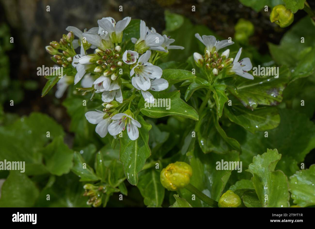 Grand cresson amer, Cardamine amara ssp. amara en fleur par ruisseau de montagne. Banque D'Images