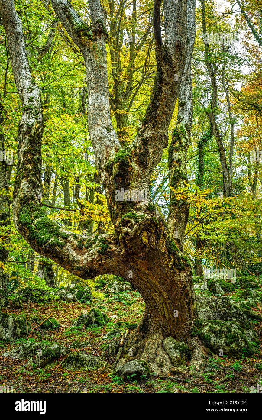 Hêtre chandelier avec des racines hors du sol en raison de l'érosion du sol. Réserve naturelle de Bosco di Sant'Antonio, Pesocostanzo, province de l'Aquila, Abruzzes Banque D'Images