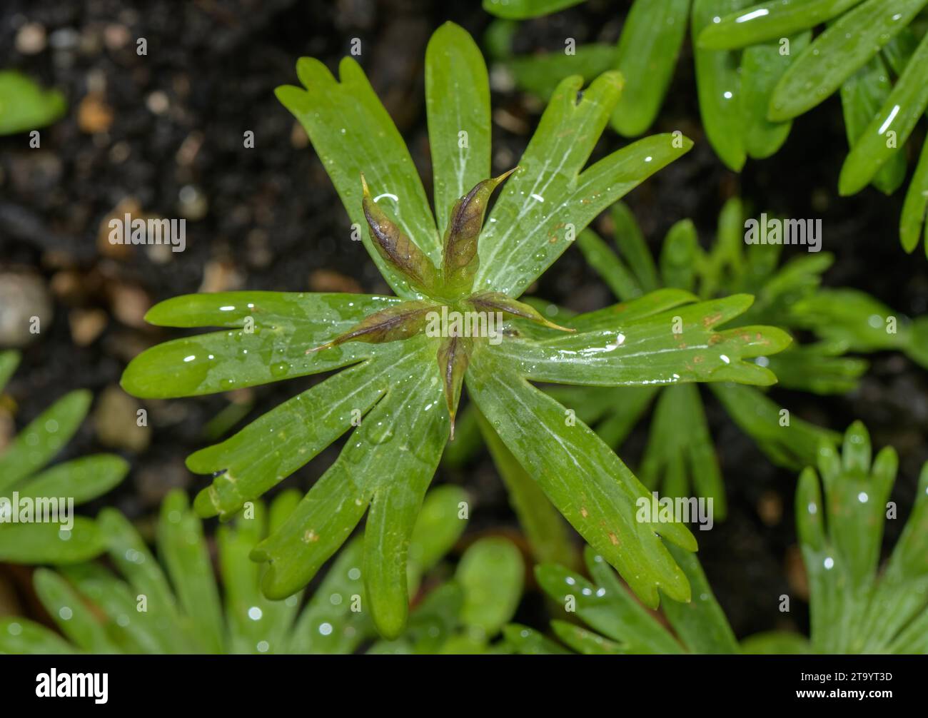 Fruits de l'aconite d'hiver, Eranthis hyemalis au printemps. Banque D'Images