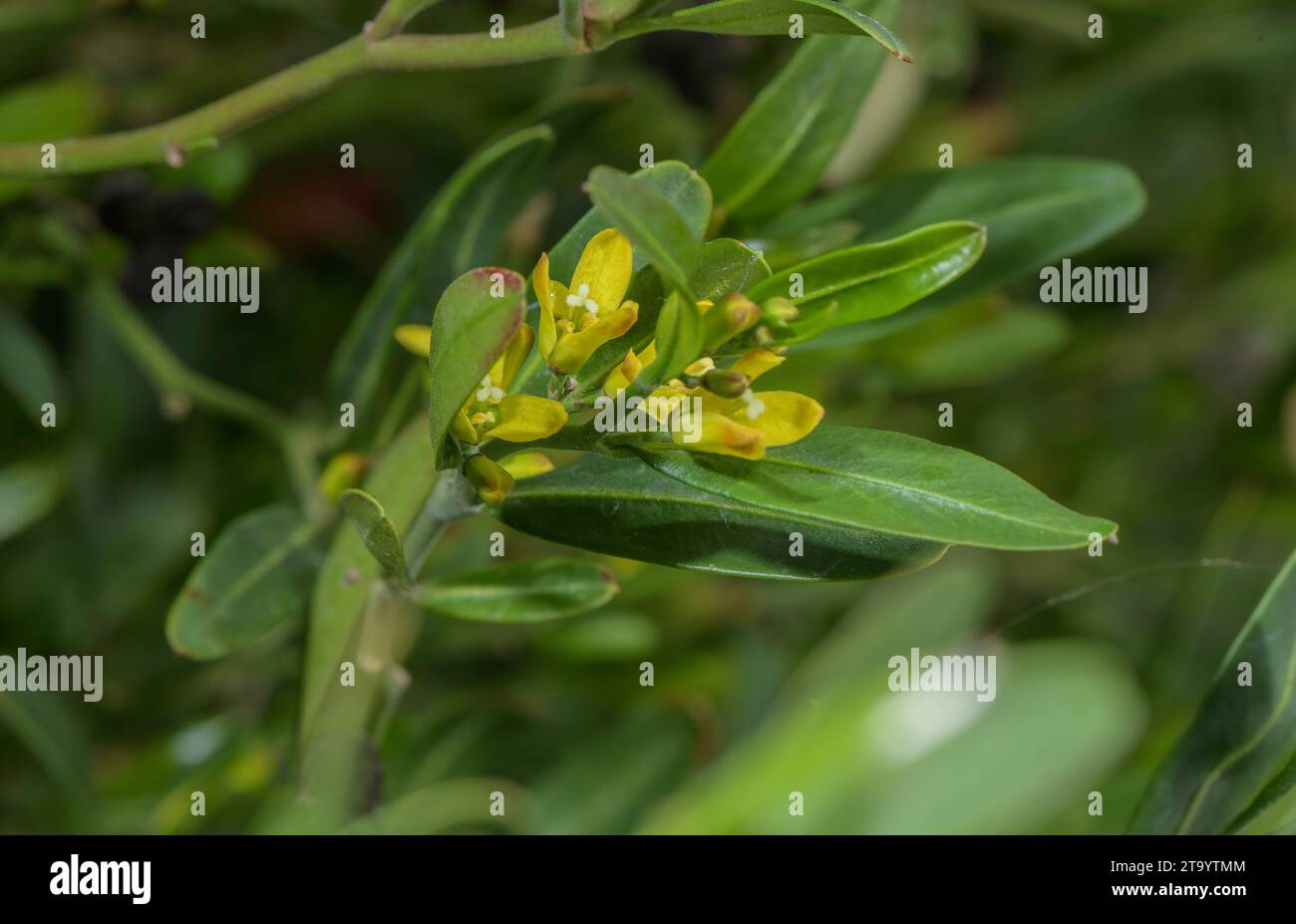 Olive à germe, Cneorum tricoccon en fleur en garrigue, méditerranéenne. Banque D'Images