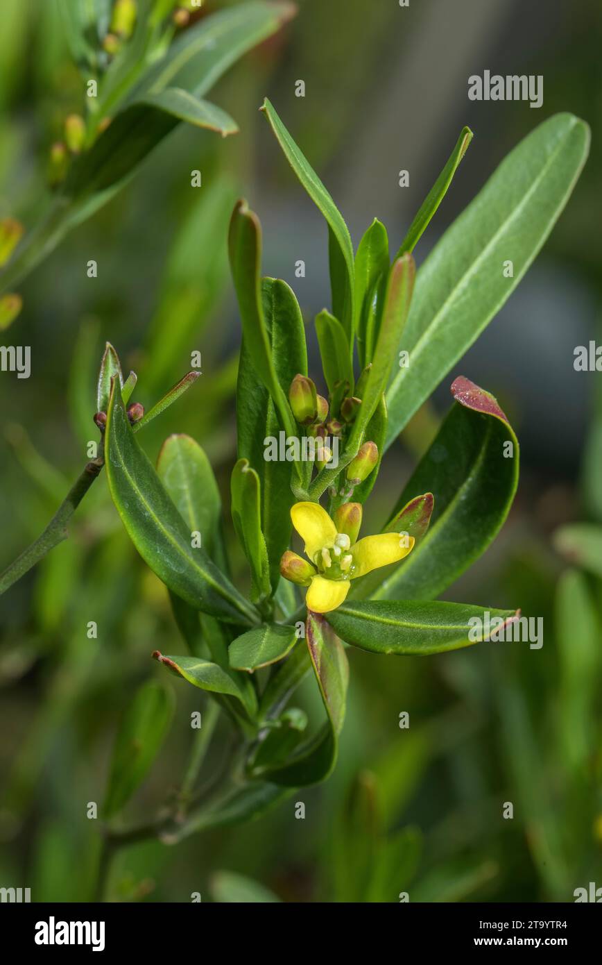 Olive à germe, Cneorum tricoccon en fleur en garrigue, méditerranéenne. Banque D'Images