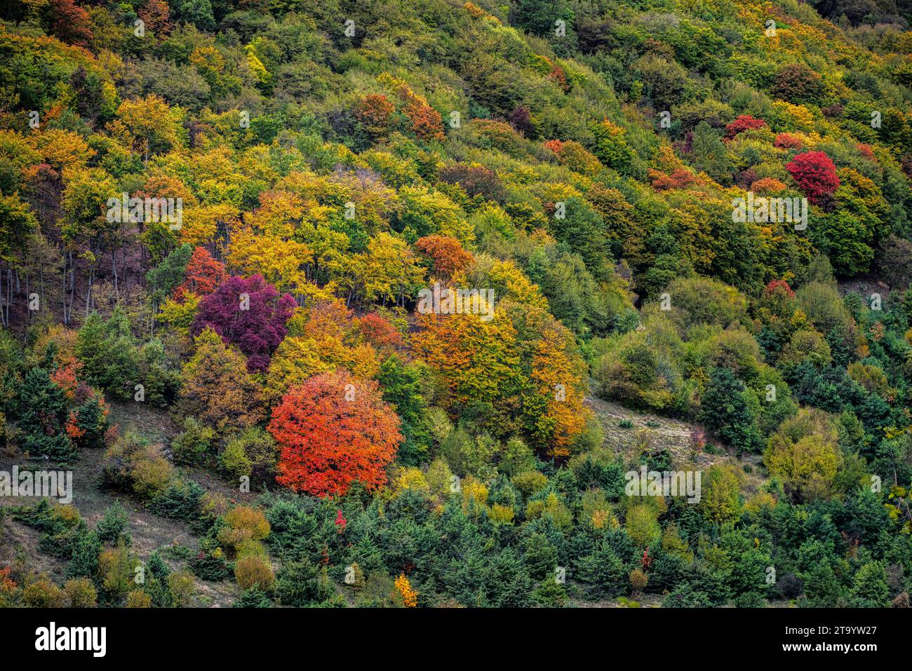 Les bois de hêtres, de chênes et d'érables des montagnes du parc national de Maiella sont colorés avec les rouges et les jaunes de l'automne. Abruzzes, Italie, Europe Banque D'Images