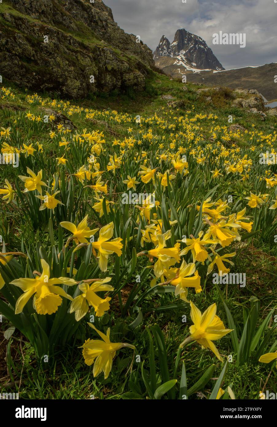 Jonquilles sauvages. Narcissus pseudonarcissus, dans les hautes alpages du col du Pourtalet, Pyrénées. Banque D'Images