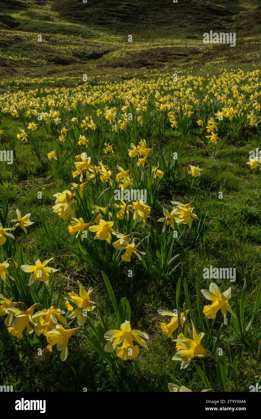 Jonquilles sauvages. Narcissus pseudonarcissus, dans les hautes alpages du col du Pourtalet, Pyrénées. Banque D'Images