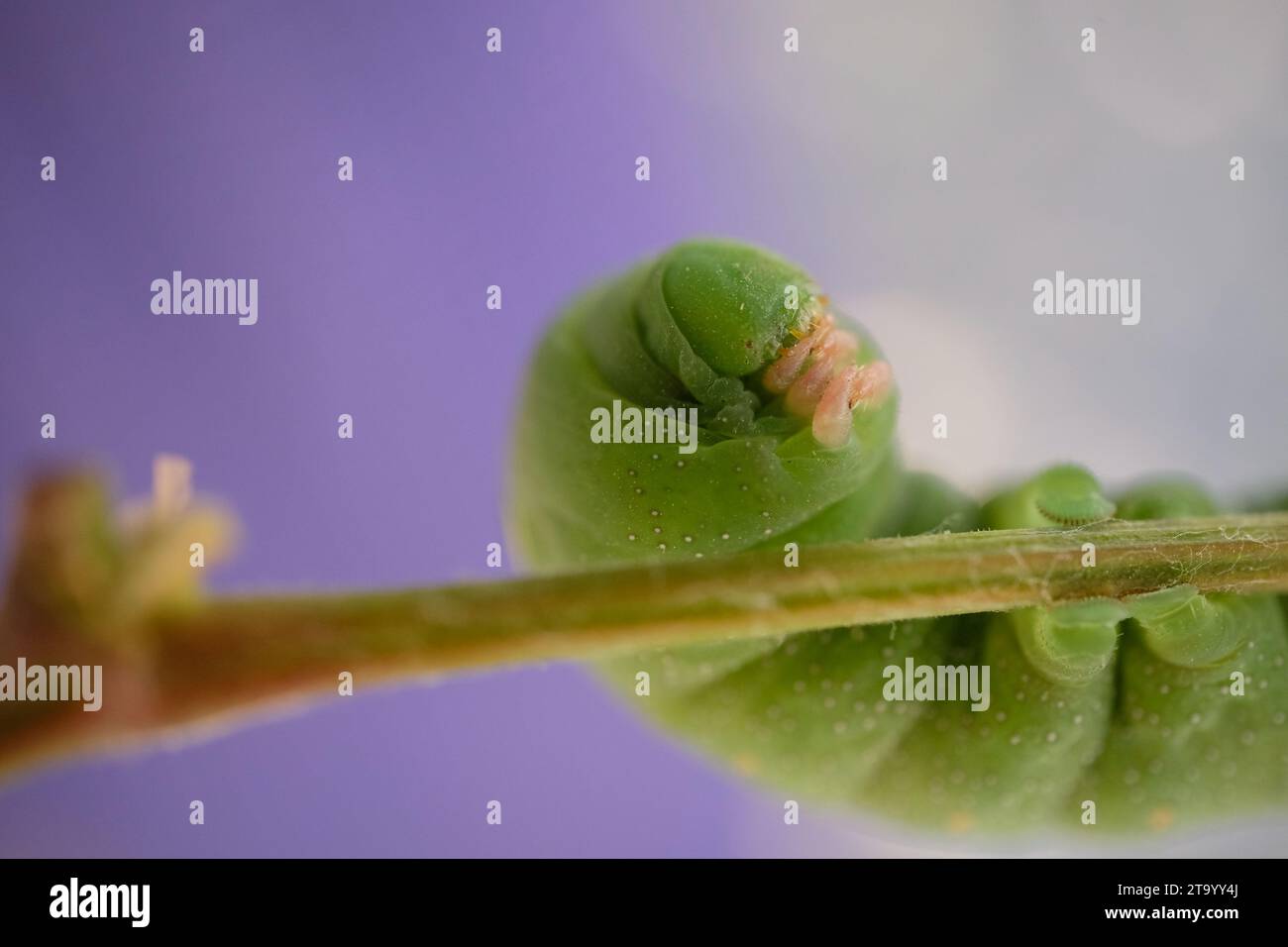 La chenille verte sur la branche d'arbre. Banque D'Images