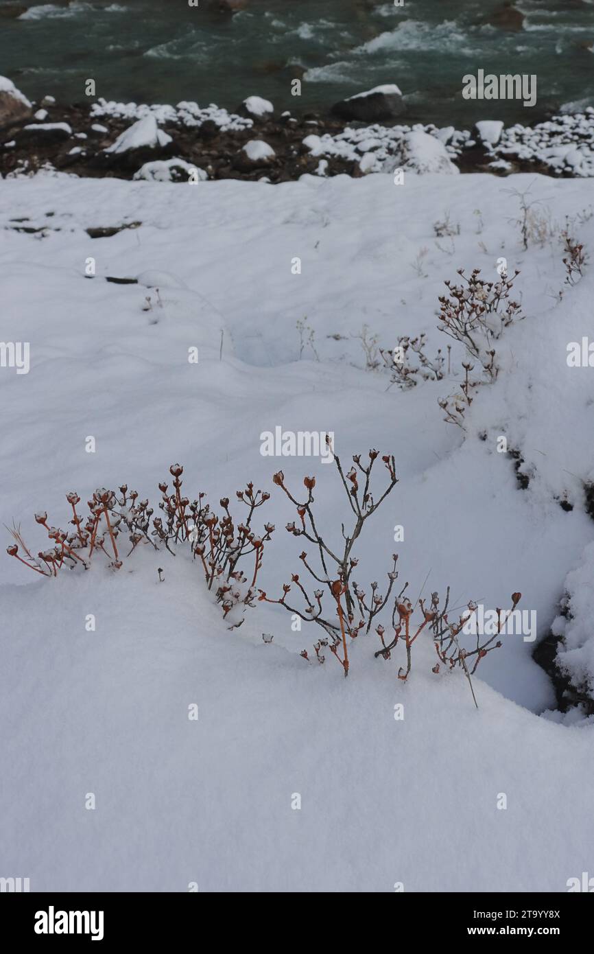 rivière lachung chu coulant à travers la vallée enneigée yumthang, belle vallée de montagne située près de la station de colline lachung dans le nord du sikkim, en inde Banque D'Images