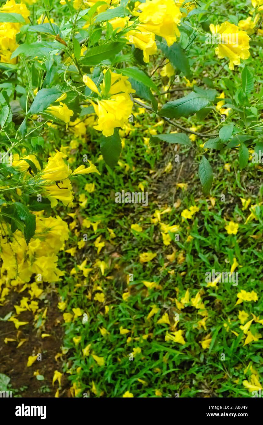 Fleur de trompette jaune (Tecoma stans). Cette plante a reçu un Garden Merit Award de la British Royal Horticultural Society Banque D'Images