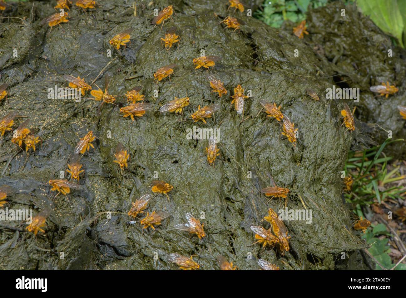 Des mouches jaunes de fumier, Scathophaga stercoraria, en grand nombre sur des fumier de bovins d'élevage biologique. Banque D'Images