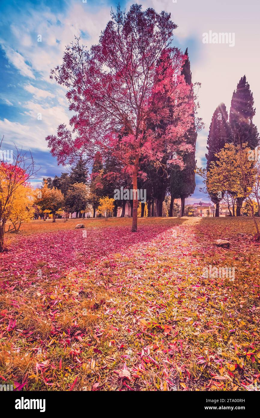 jaune et violet feuilles colorées couleurs d'automne dans le parc en plein air avec arbre et rayon de soleil dans la feuille automne saison automne automne Banque D'Images