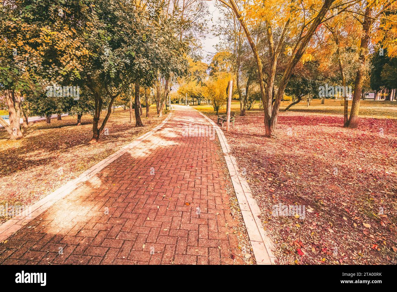 jaune et violet feuilles colorées couleurs d'automne dans le parc en plein air avec arbre et route dans la feuille automne saison automne automne Banque D'Images