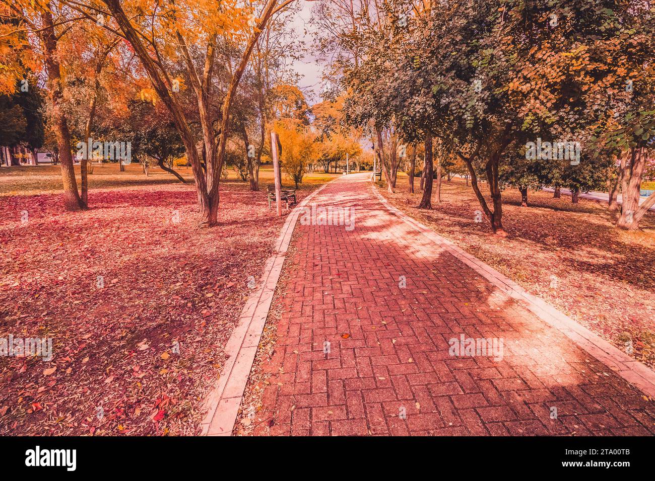 jaune et violet feuilles colorées couleurs d'automne dans le parc en plein air avec arbre et route dans la feuille automne saison automne automne Banque D'Images