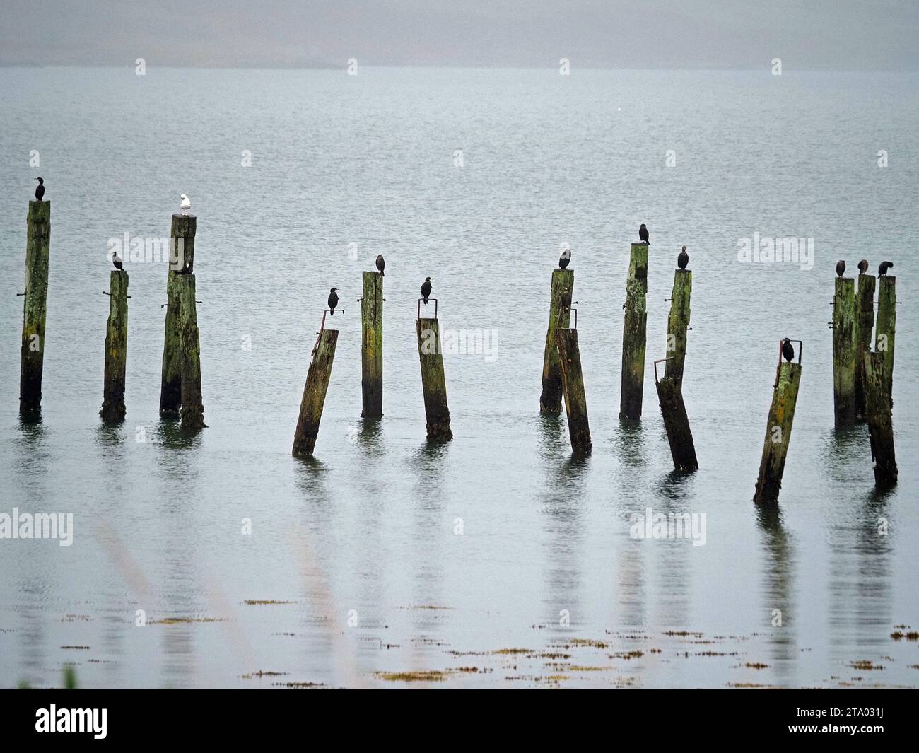 Reflets en image haute clé de 1 goélands blancs et 9 cormorans noirs sur de vieux poteaux penchés sombres de l'ancienne jetée sur la mer claire au large de Mull, Écosse, Royaume-Uni Banque D'Images