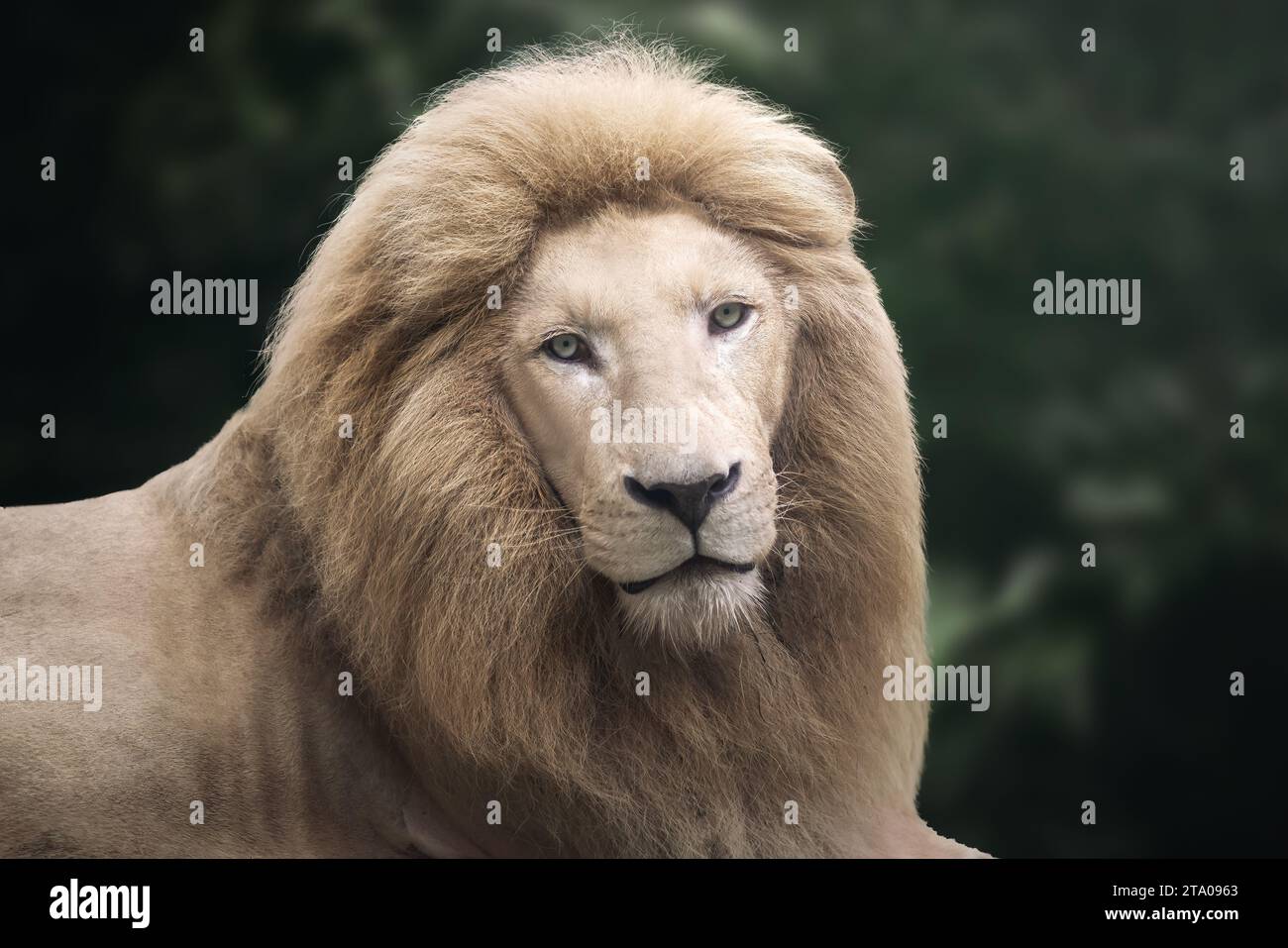 Lion blanc (Panthera leo) - Lion leuciste Banque D'Images