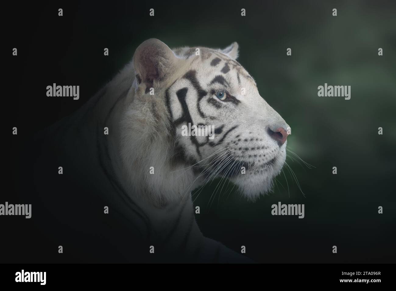Tigre blanc (Panthera tigris) - Tigre leuciste Banque D'Images