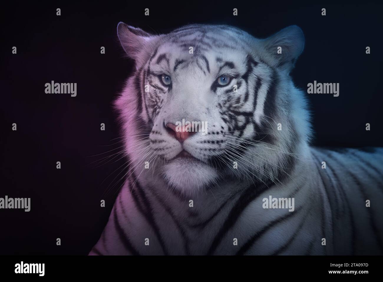 Tigre blanc (Panthera tigris) - Tigre leuciste Banque D'Images