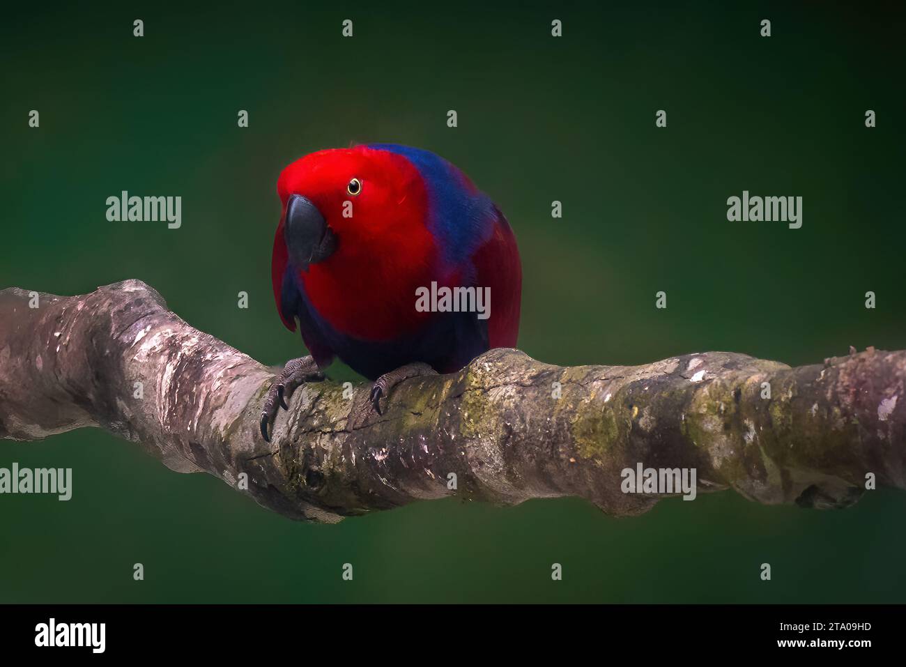 Femelle Eclectus roratus Eclectus Parrot () Banque D'Images