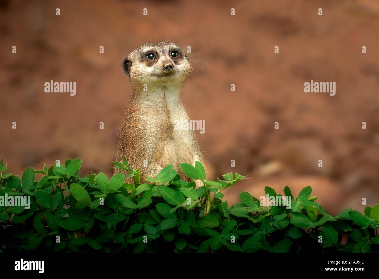 Queue mince Meerkat (Suricata suricatta) Banque D'Images