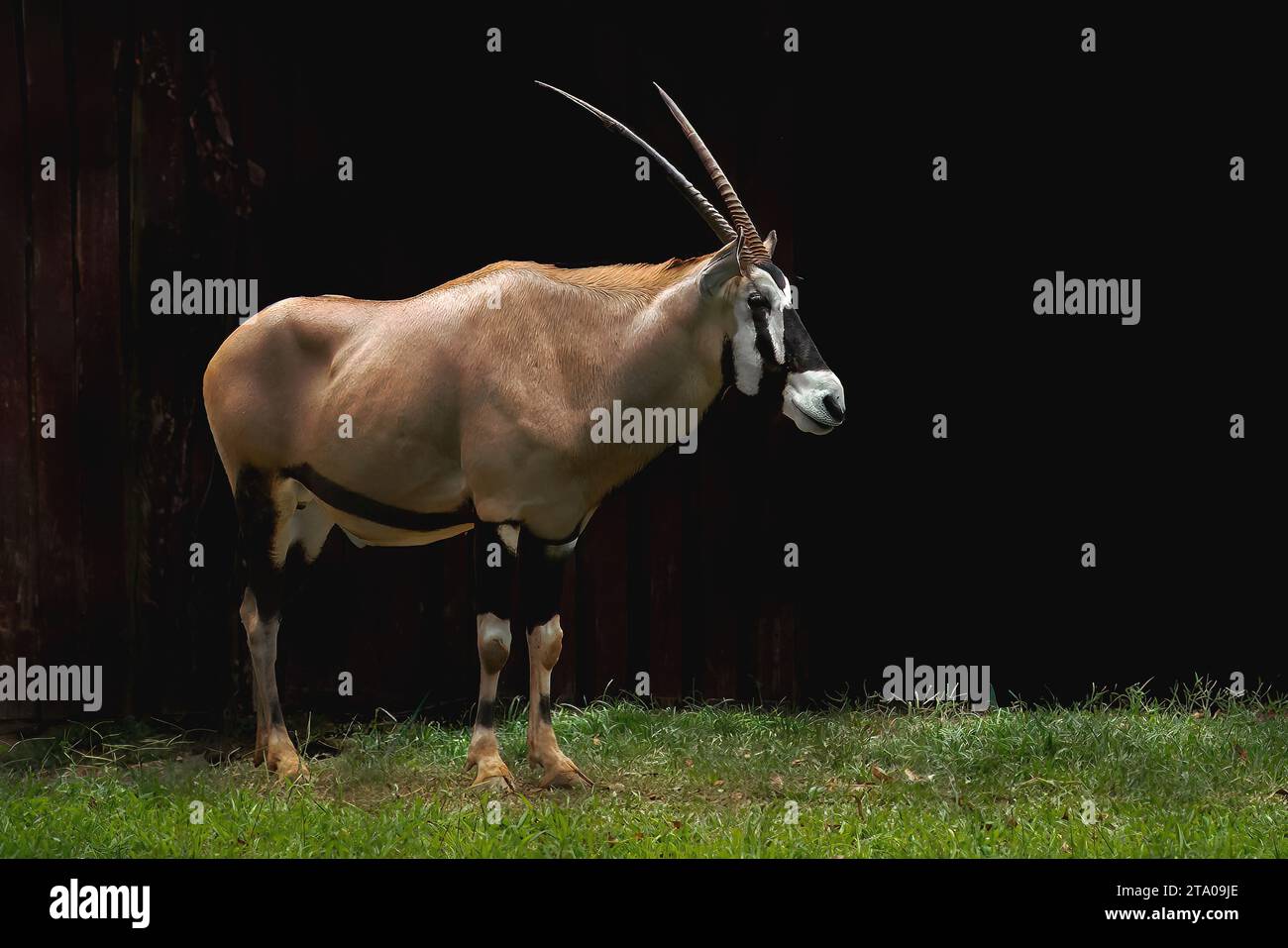 Gemsbok mâle ou Oryx sud-africain (Oryx gazella) Banque D'Images