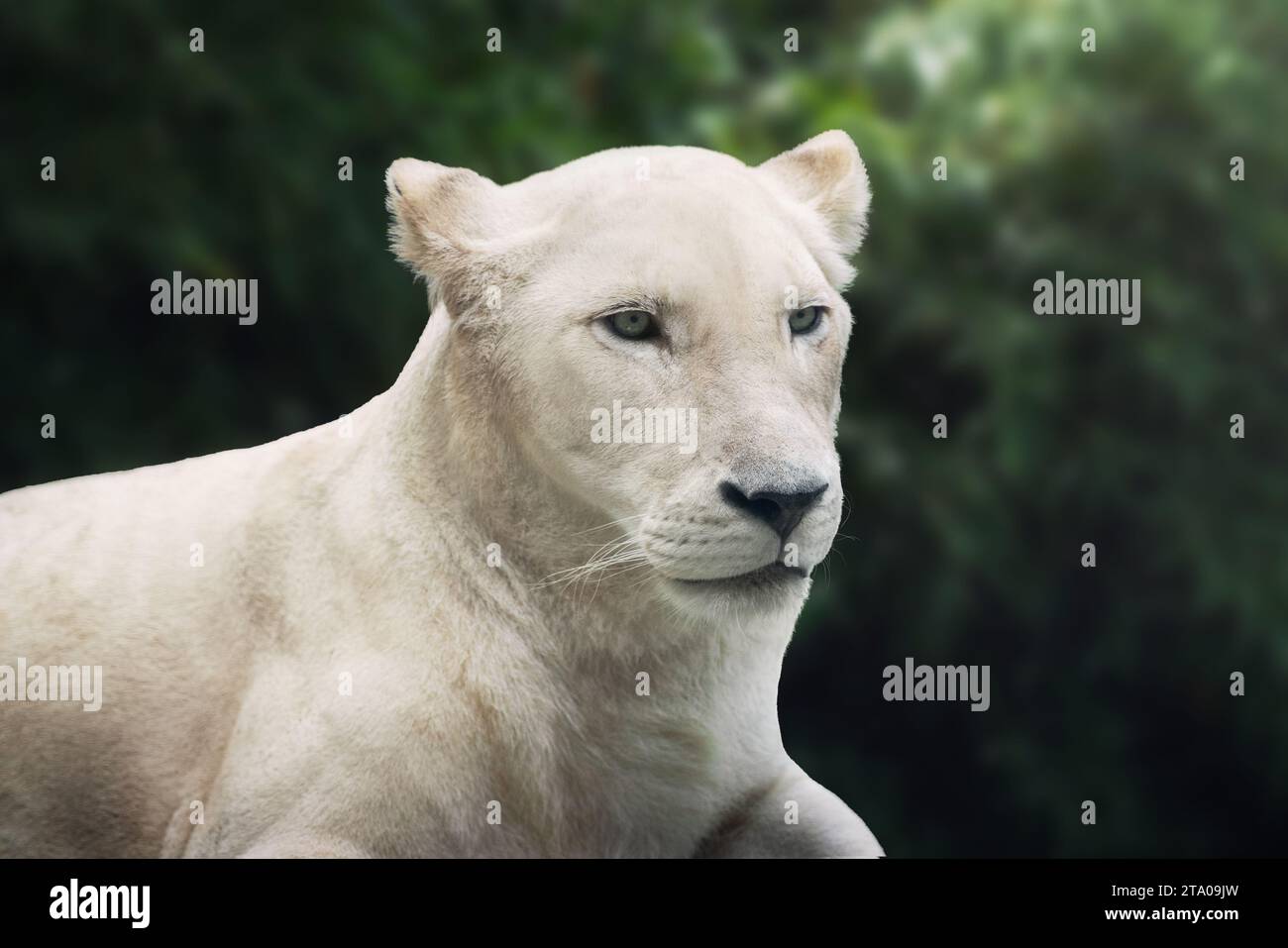 Lionne blanche (Panthera leo) - Lion leuciste Banque D'Images