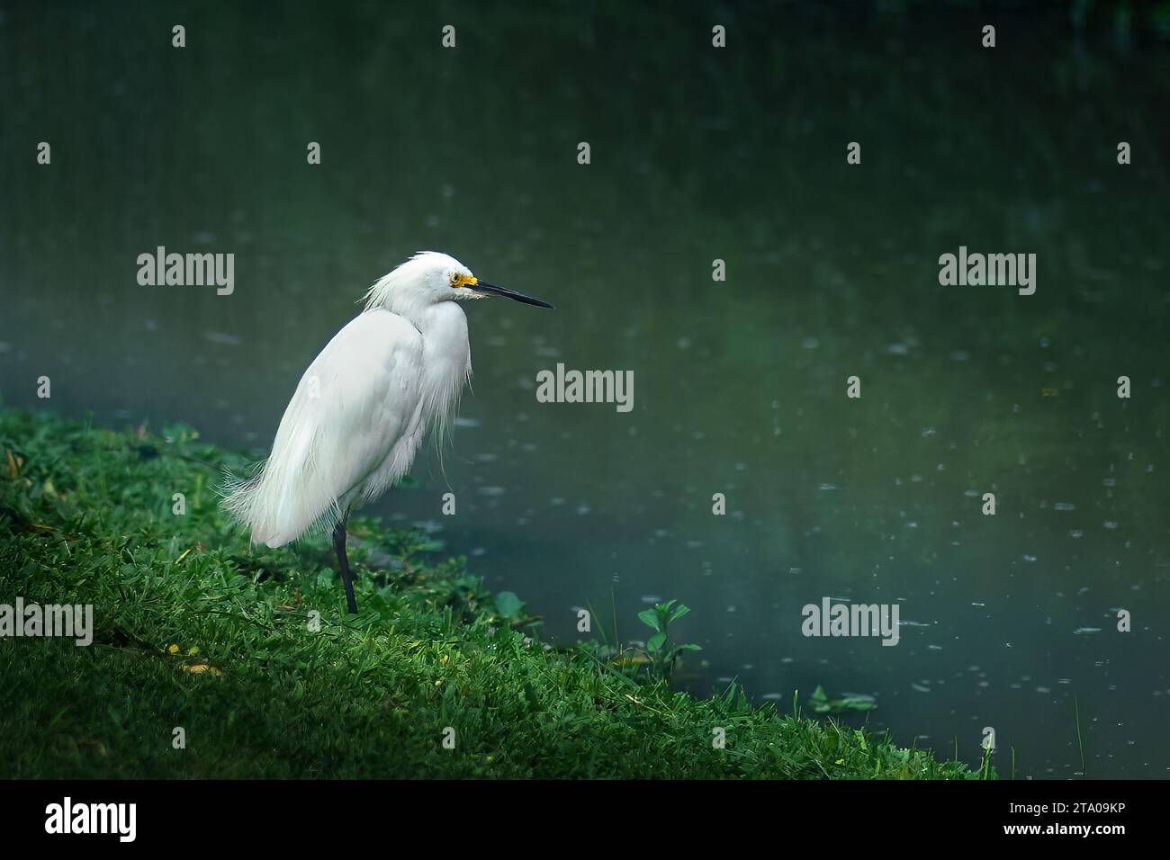 Oiseau de l'Aigrette (Egretta thula) Banque D'Images