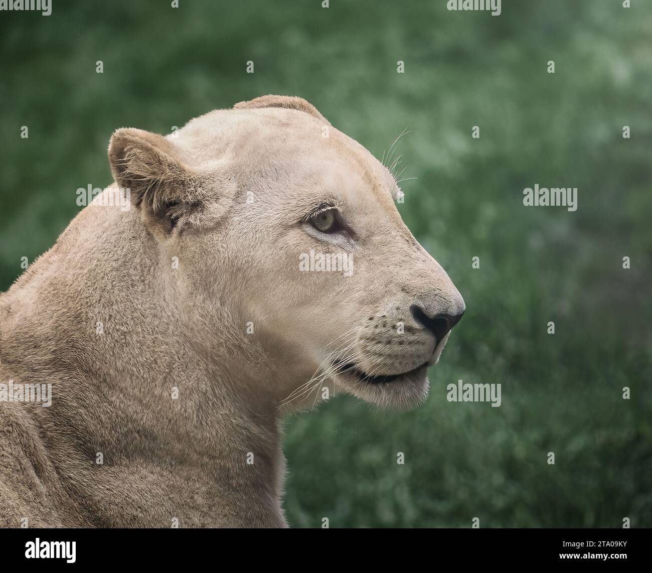 Lionne blanche (Panthera leo) - Lion leuciste Banque D'Images