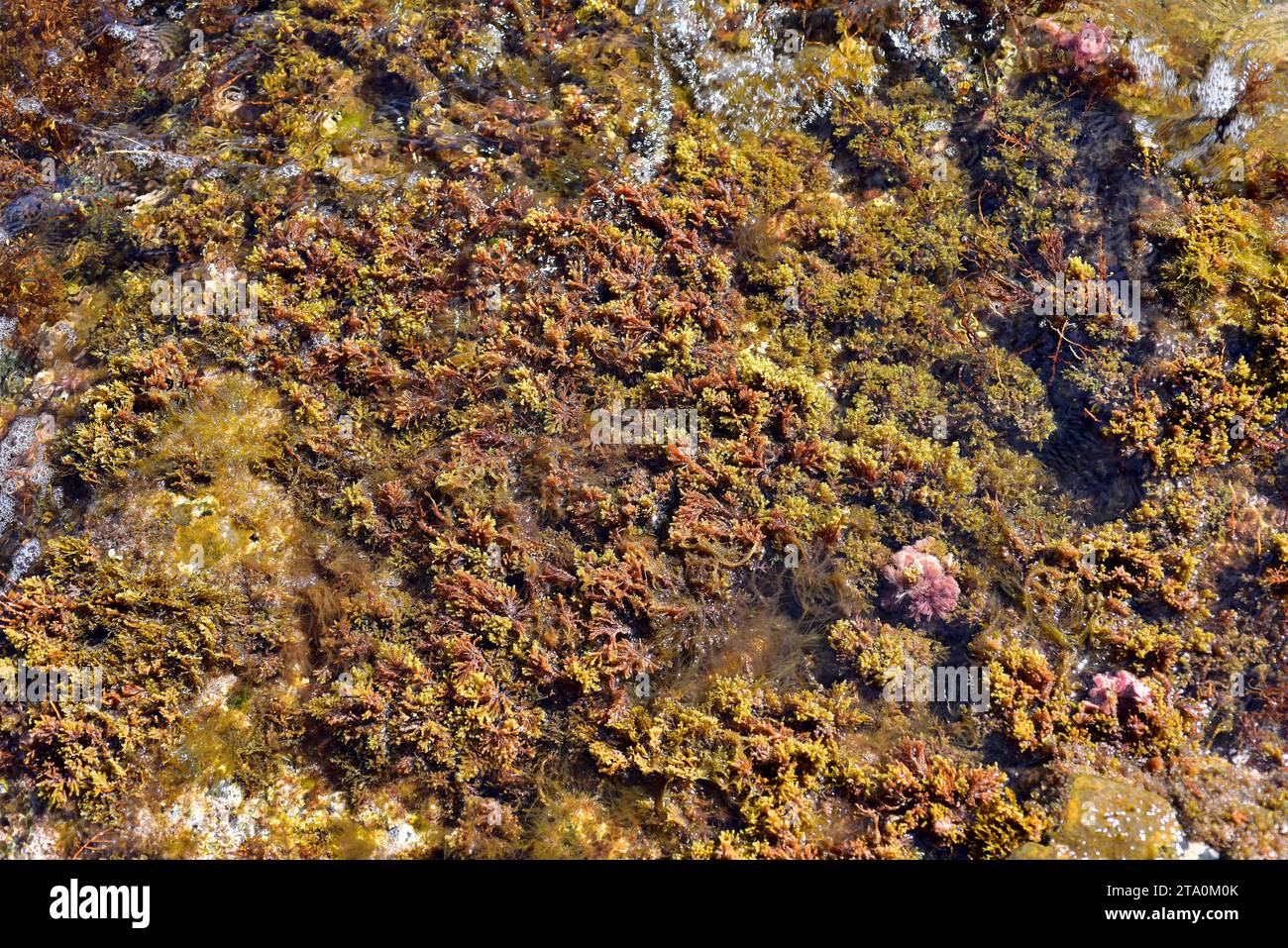 Cystoseira est une algue brune marine. Cabo Creus, province de Gérone, Catalogne, Espagne Banque D'Images