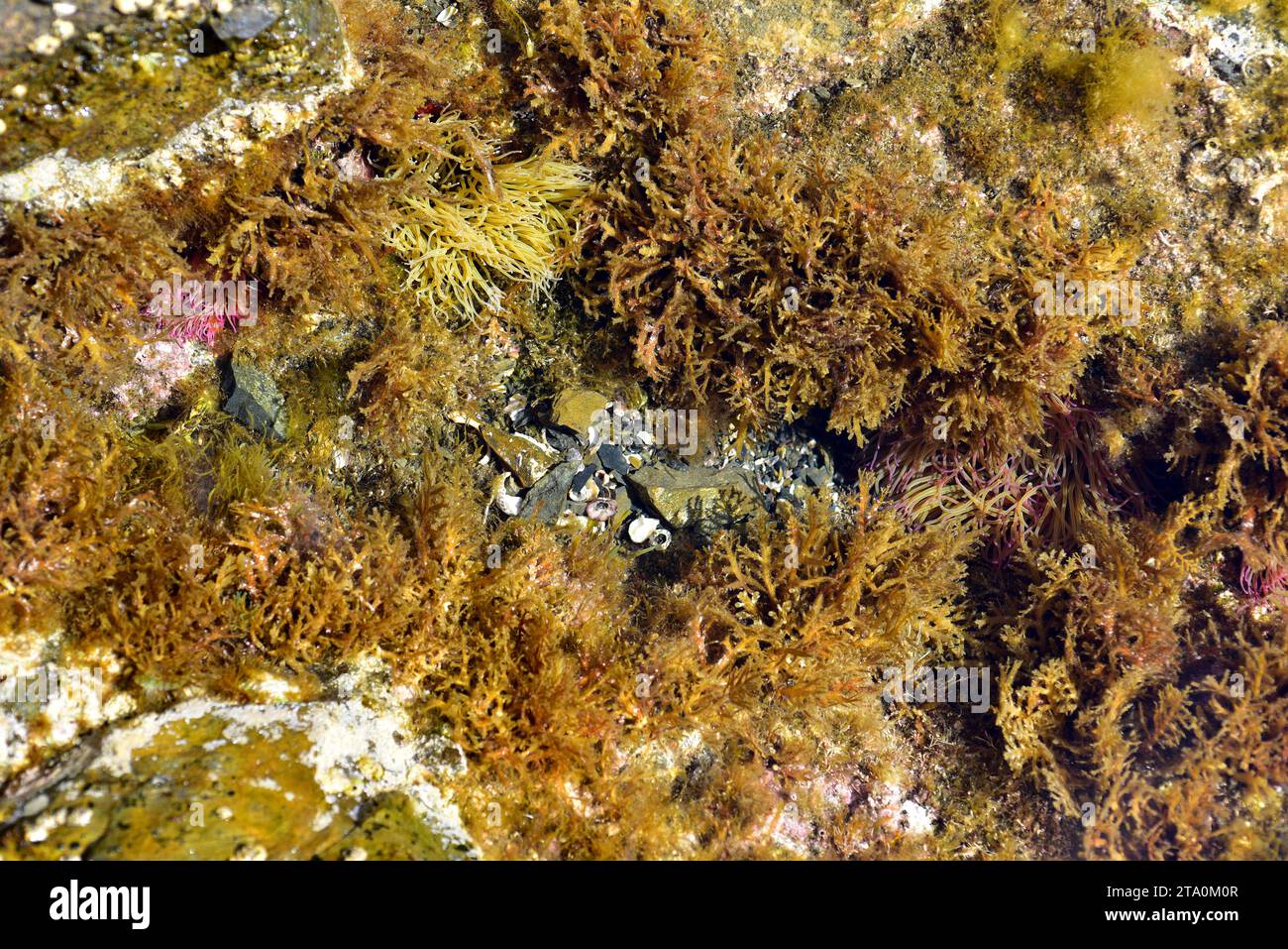 Cystoseira mer brun algue et anémone de mer (Anemonia sulcata). Cabo Creus, province de Gérone, Catalogne, Espagne. Banque D'Images
