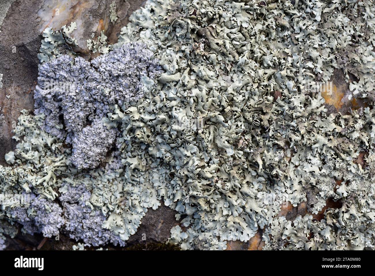 Lichen folieux Parmelia scortea. Les Alberes, province de Gérone, Catalogne, Espagne. Banque D'Images