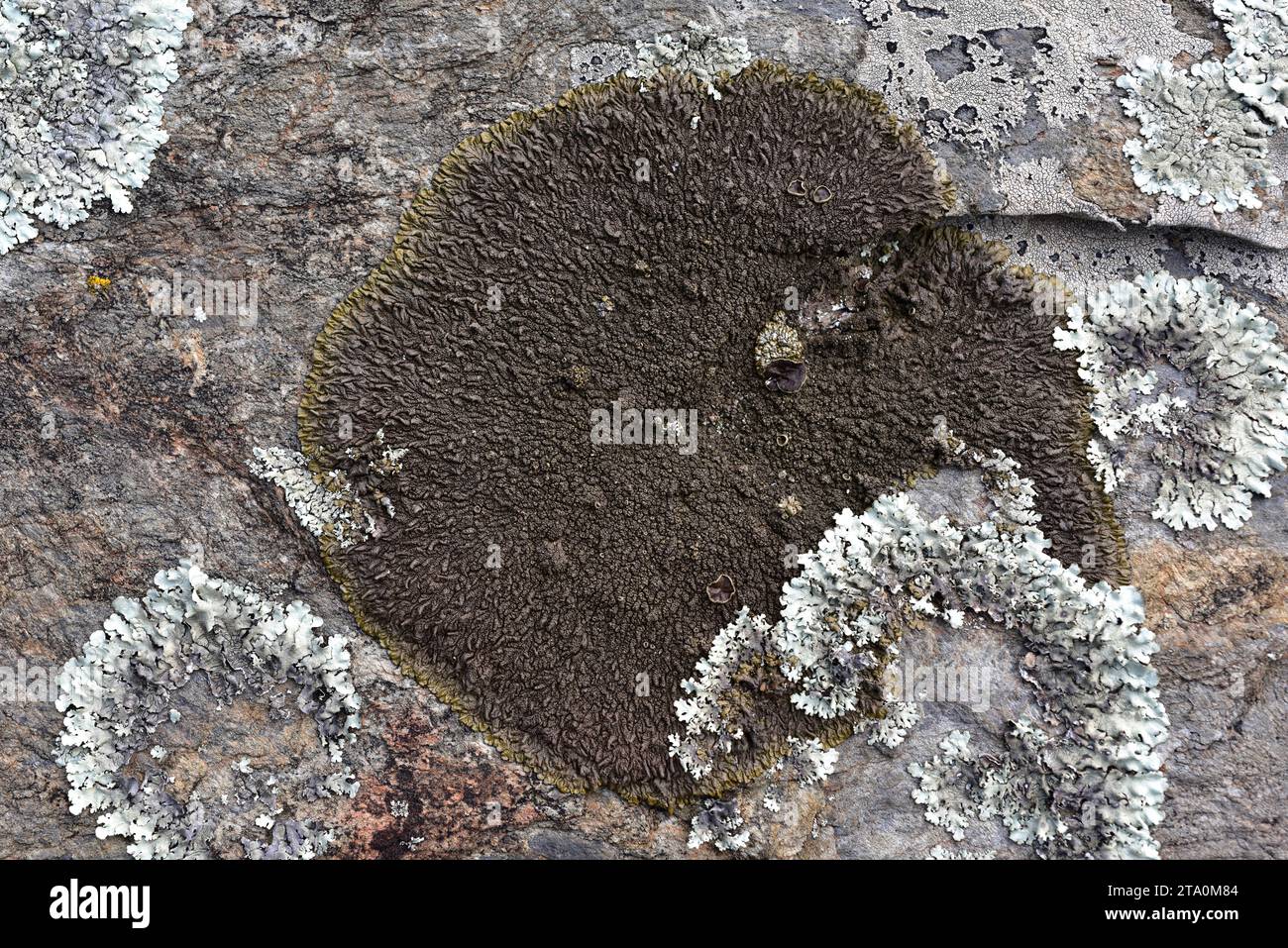 Croûlose lichen Xanthoparmelia pulla. Les Alberes, province de Gérone, Catalogne, Espagne. Banque D'Images