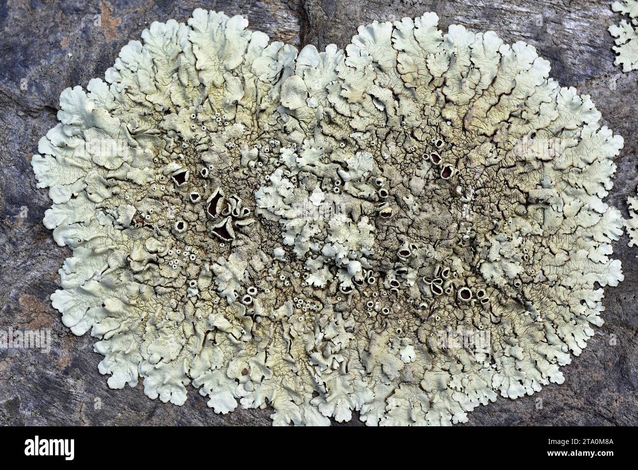 Bouclier rocailleux au poivre (Xanthoparmelia conspersa). Parc naturel des Alberes, Gérone, Catalogne, Espagne. Banque D'Images