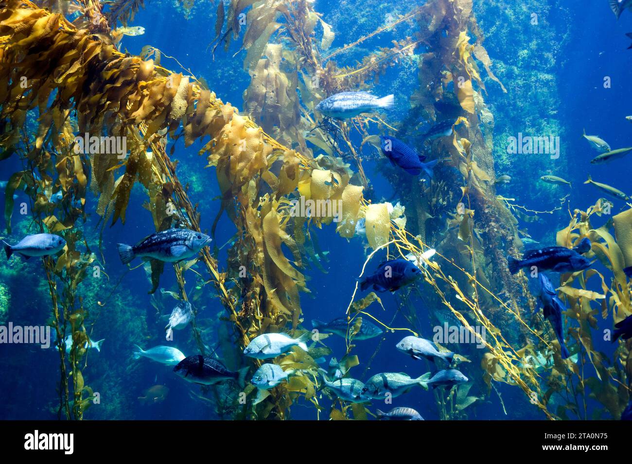 Le varech géant (Macrocystis pyrifera) est une algue brune originaire des océans Pacifique et Atlantique. Banque D'Images