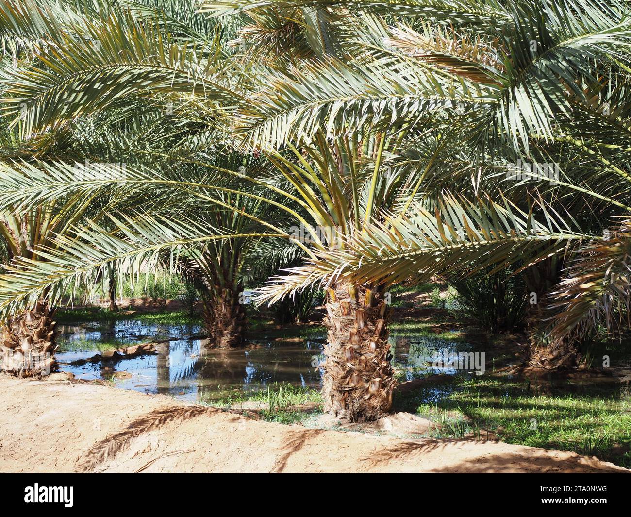 Daimumah Oasis, Alula, Arabie saoudite Banque D'Images