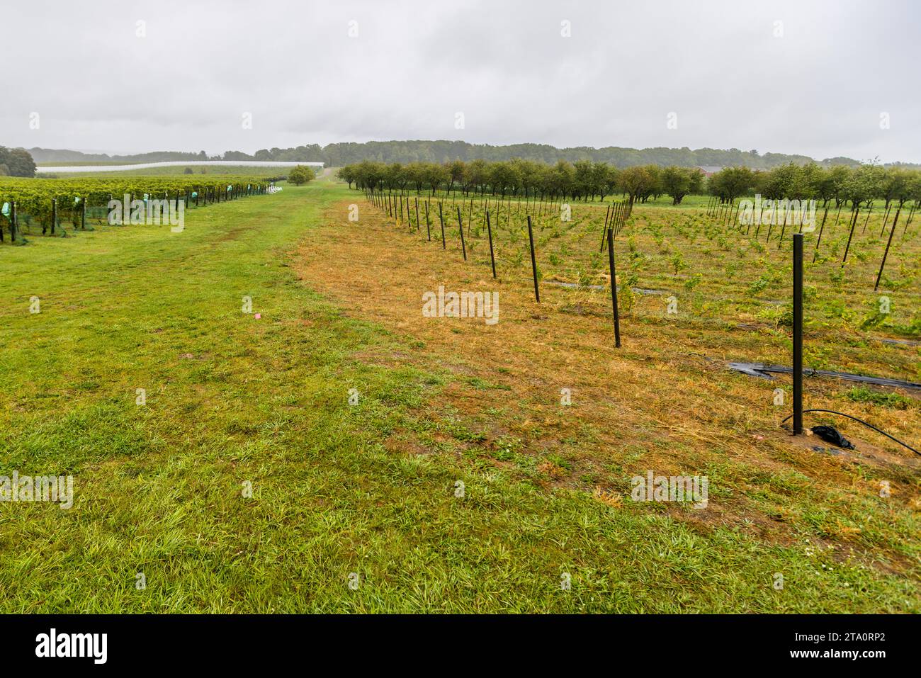 Viticulture sur la péninsule Old Mission, travers City Wine County, Peninsula Township, États-Unis Banque D'Images