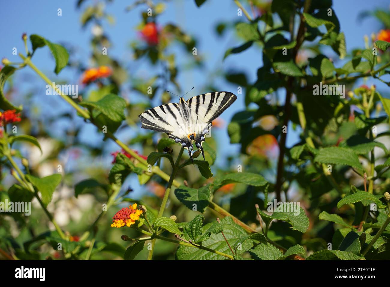 Un rare papillon à queue d'aronde ou Iphiclides podalirius sur les fleurs de lantana camara, à Athènes, Grèce Banque D'Images