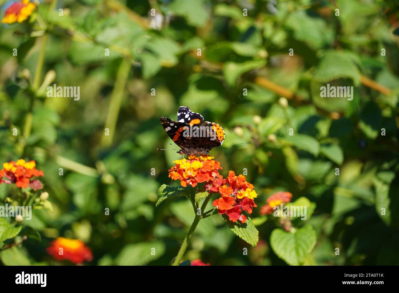 Un amiral rouge, ou Vanessa atalanta papillon noir et rouge, sur des fleurs de lantana camara dans un parc à Athènes, Grèce Banque D'Images