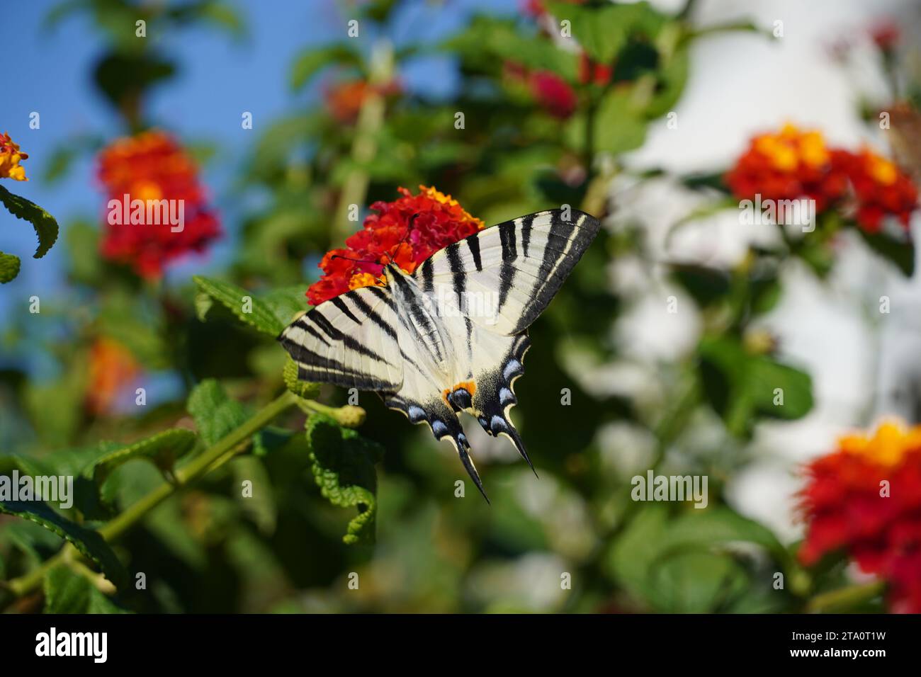 Un rare papillon à queue d'aronde ou Iphiclides podalirius sur les fleurs de lantana camara, à Athènes, Grèce Banque D'Images