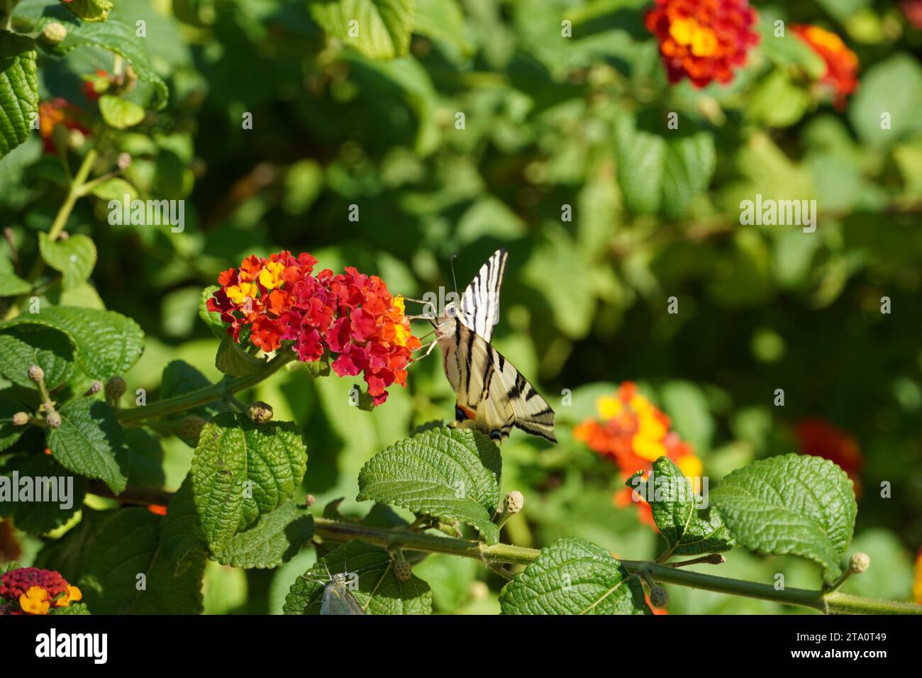 Un rare papillon à queue d'aronde ou Iphiclides podalirius sur les fleurs de lantana camara, à Athènes, Grèce Banque D'Images