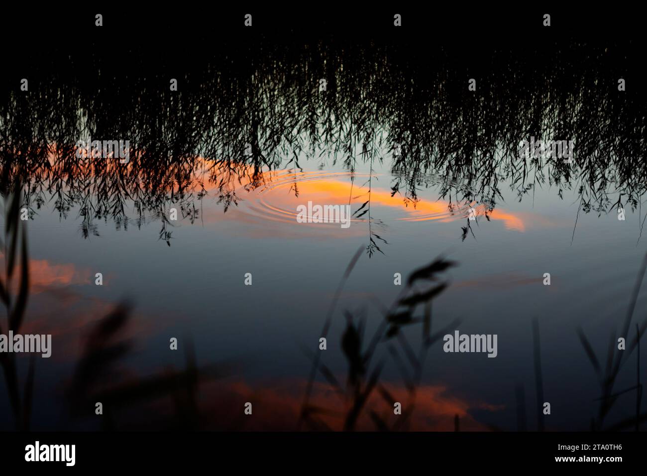 Découverte de la beauté tranquille du lac naturel d'été finlandais en Carélie du Nord, Finlande : une exploration captivante des paysages nordiques Banque D'Images