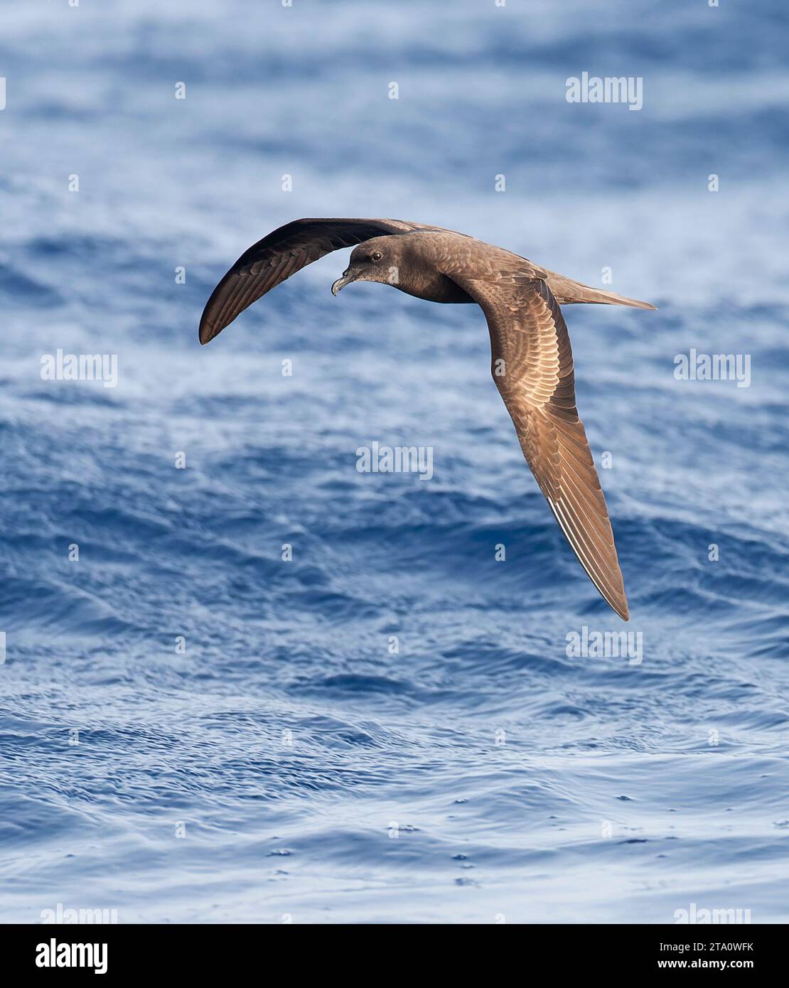 Pétrel de Bulwer (Bulweria bulwerii) survolant l'océan Atlantique au large de Madère, au Portugal. Banque D'Images