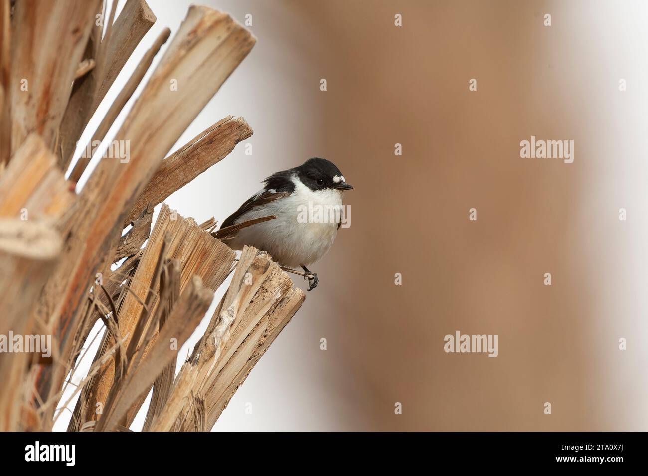 Flycatcher (Ficedula semitorquata) mâle à semi-collaré au cours de la migration printanière à Eilat, Israël. Banque D'Images