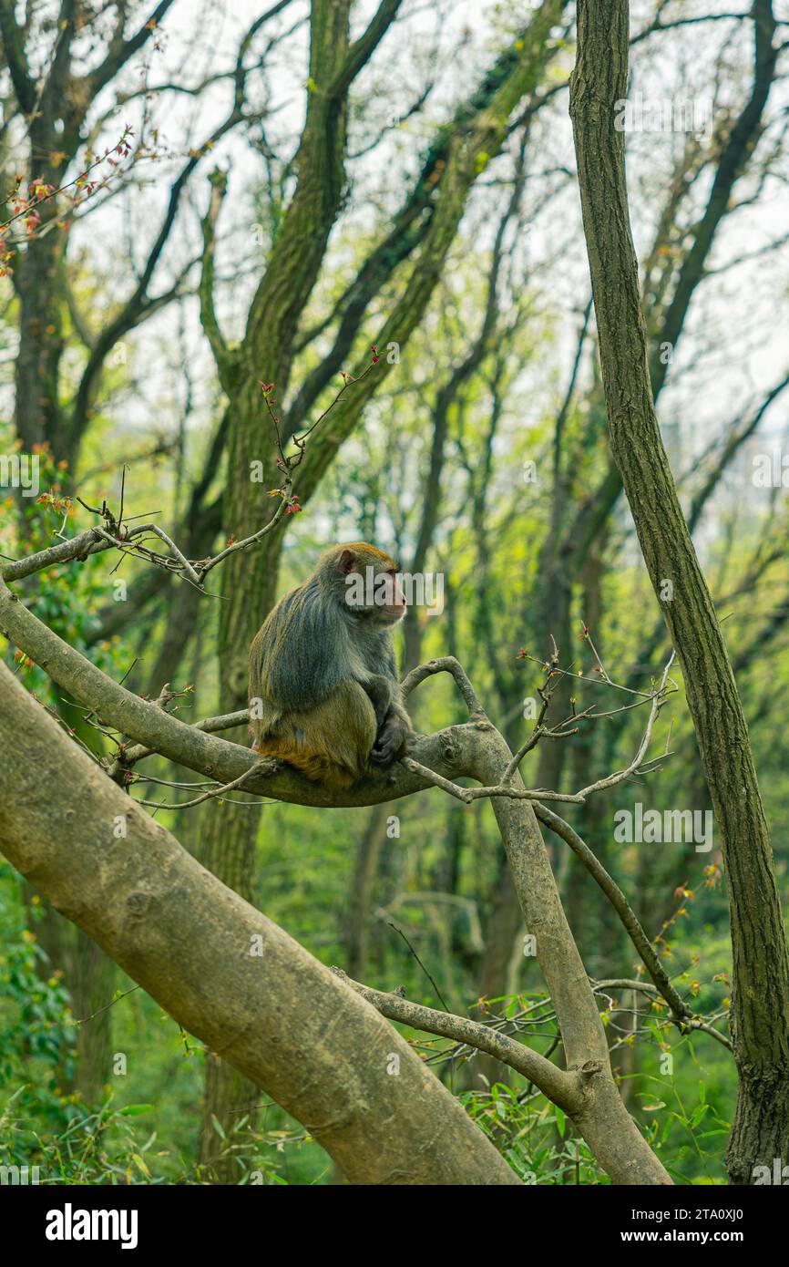 singe sauvage dans les bois Banque D'Images