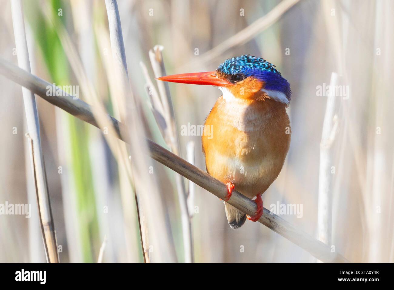 Malachite Kingfisher (Alcedo cristata cristata) sur roseaux mouillés, Wilderness, Afrique du Sud Banque D'Images