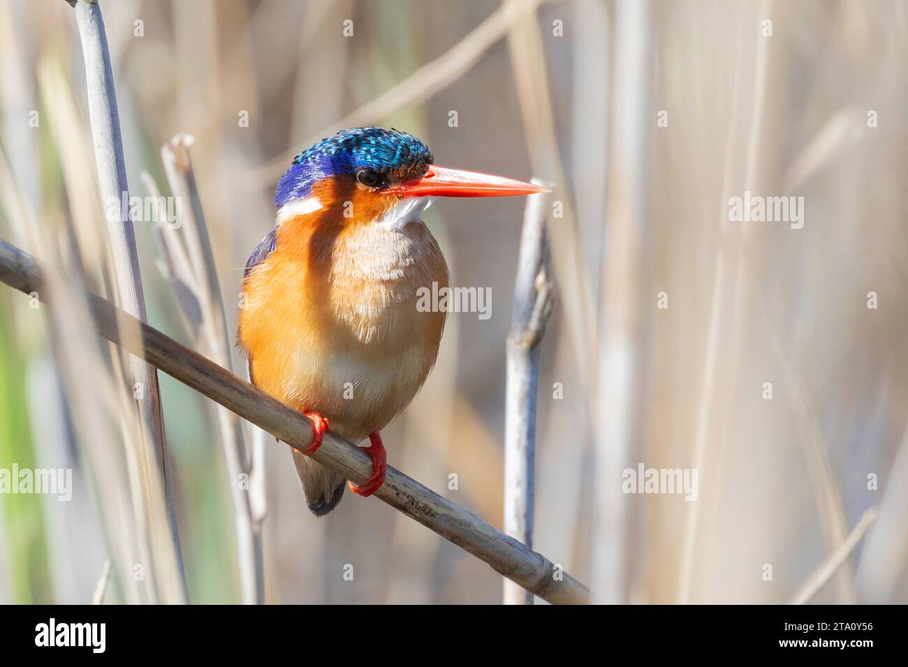 Malachite Kingfisher (Alcedo cristata cristata) sur roseaux mouillés, Wilderness, Afrique du Sud Banque D'Images