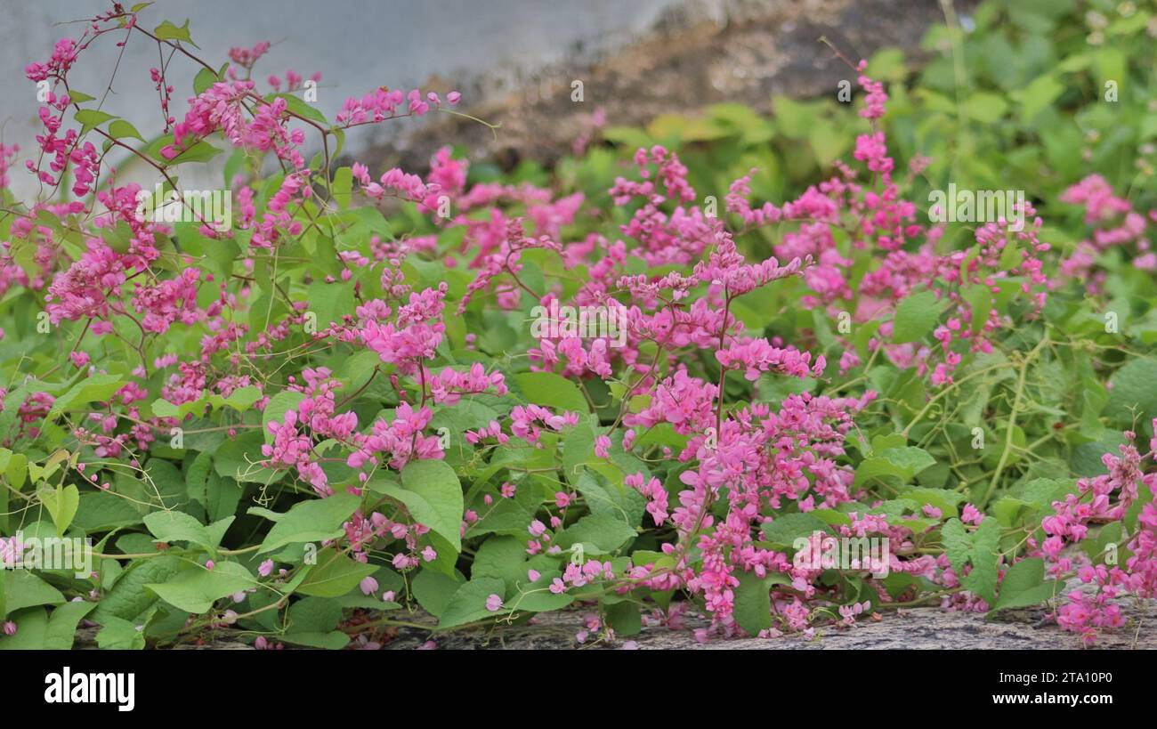 Un groupe de fleurs de couleur rose et de feuilles vertes Banque D'Images