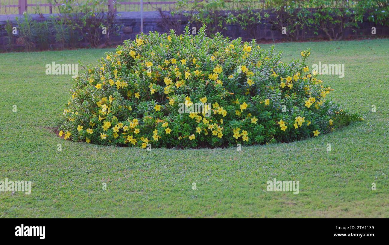 Un cluster de fleurs de couleur jaune dans le jardin Banque D'Images