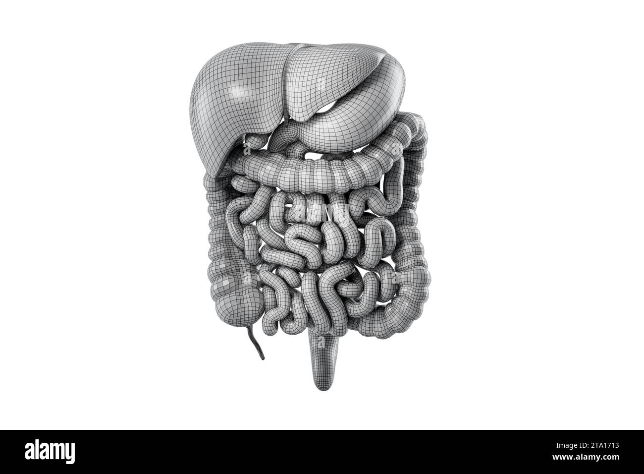 Illustration polygonale 3d du système digestif humain isolé sur blanc. Wireframe stylisé organes internes de tractus alimentaire humain - foie, estomac, pancréas, intestin Banque D'Images