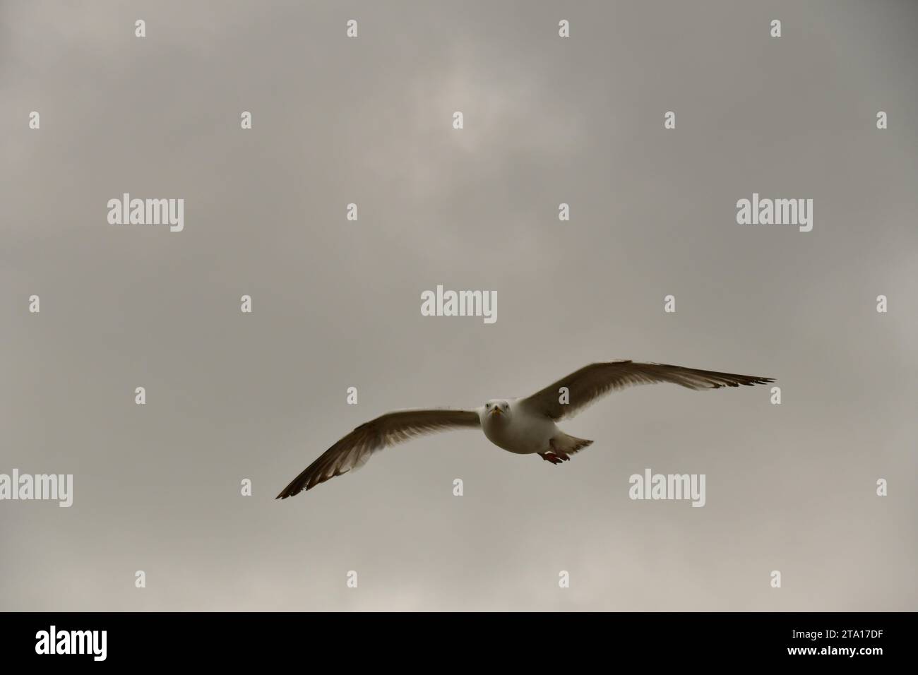 Seagull en vol, Tramore Beach, Tramore, County Waterford, Irlande Banque D'Images