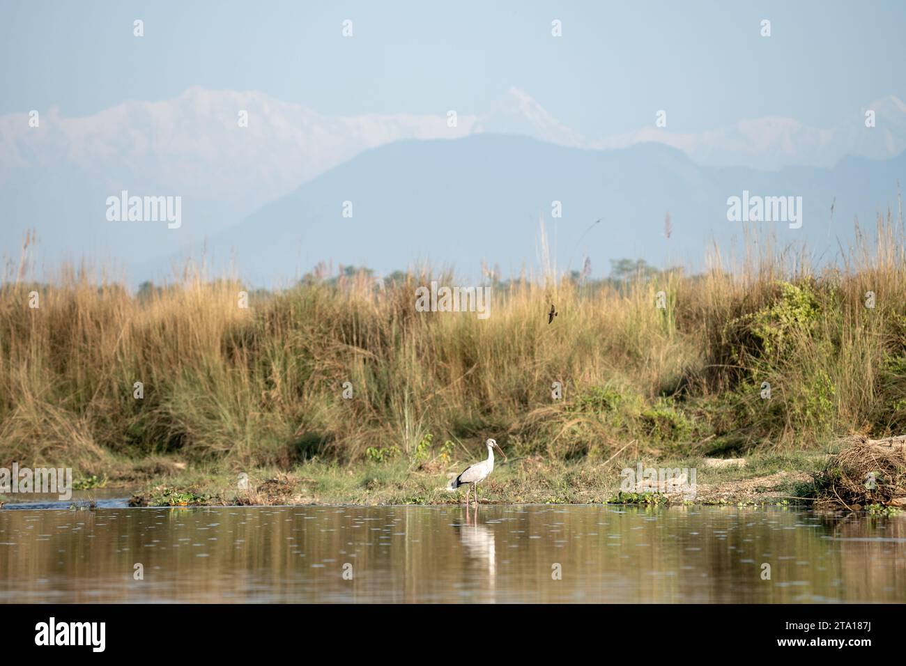 Une cigogne Openbill asiatique debout dans une rivière avec les montagnes de l'Himalaya en arrière-plan. Banque D'Images