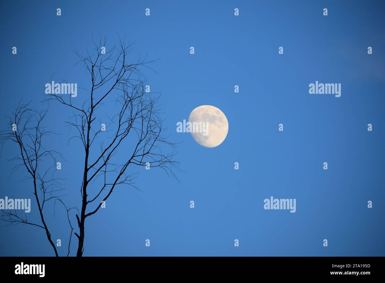 Silhouette d'un arbre et branches devant la lune la nuit Banque D'Images