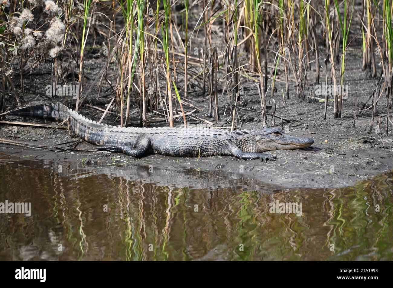 Un alligator américain pondu sur les côtés d'un vieux champ de riz à Ravenel, SC Banque D'Images